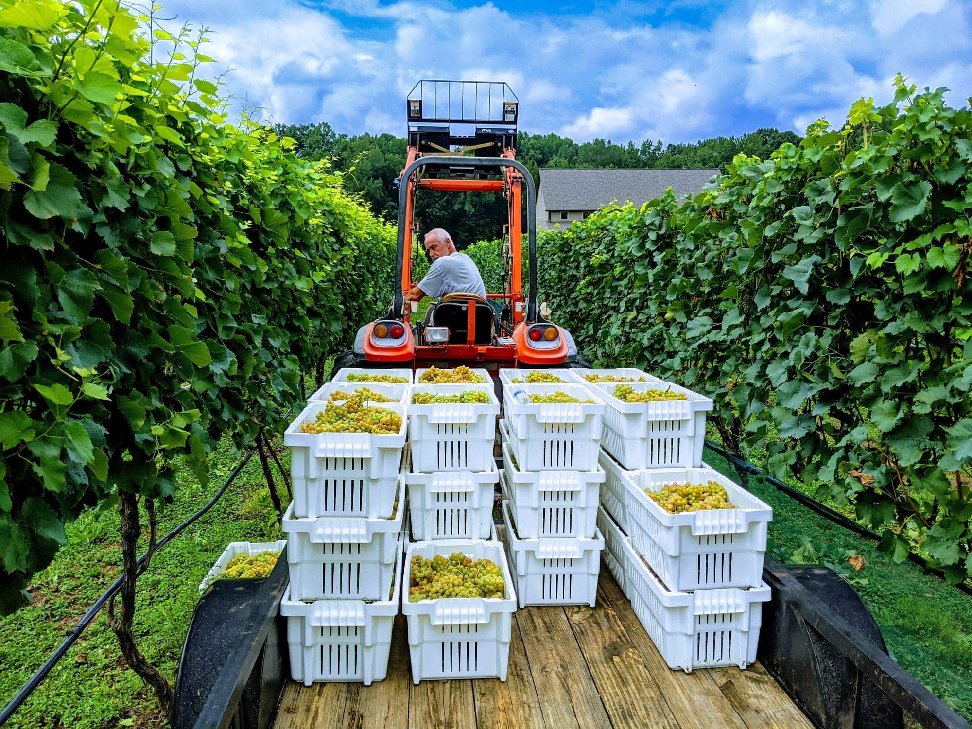 Grape harvest at FireClay Cellars